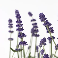 Lavendel - Sæt med 36 - Lavandula angustifolia - Højde 10-15cm - ⌀11cm