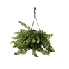 Læbestiftplante - Aeschynanthus pulcher - Højde 20-30cm - ⌀15cm