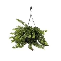 Læbestiftplante - Aeschynanthus pulcher - Højde 20-30cm - ⌀15cm