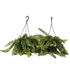 Læbestiftplante - Sæt med 2 - Aeschynanthus pulcher - Højde 20-30cm - ⌀15cm