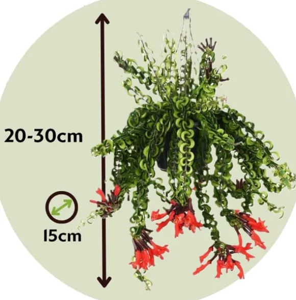 Læbestiftplante - Sæt med 2 - Aeschynanthus pulcher - Højde 20-30cm - ⌀15cm