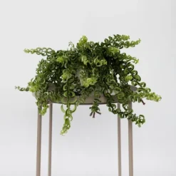 Læbestiftplante - Sæt med 2 - Aeschynanthus pulcher - Højde 20-30cm - ⌀15cm