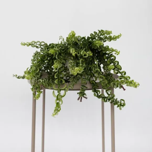 Læbestiftplante - Sæt med 2 - Aeschynanthus pulcher - Højde 20-30cm - ⌀15cm