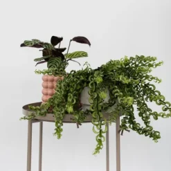 Læbestiftplante - Sæt med 2 - Aeschynanthus pulcher - Højde 20-30cm - ⌀15cm