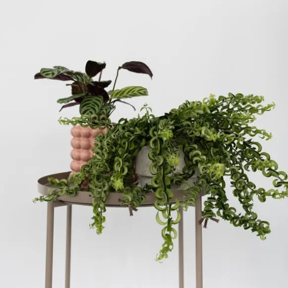 Læbestiftplante - Sæt med 2 - Aeschynanthus pulcher - Højde 20-30cm - ⌀15cm