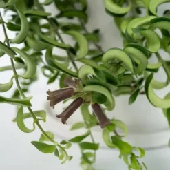Læbestiftplante - Sæt med 2 - Aeschynanthus pulcher - Højde 20-30cm - ⌀15cm