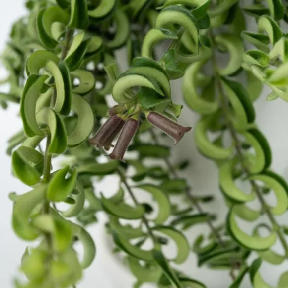 Læbestiftplante - Sæt med 2 - Aeschynanthus pulcher - Højde 20-30cm - ⌀15cm