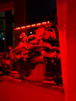 LED plantevækstlampe 20 dioder TIMER 9 W til hjemmedyrkning uden netadapter