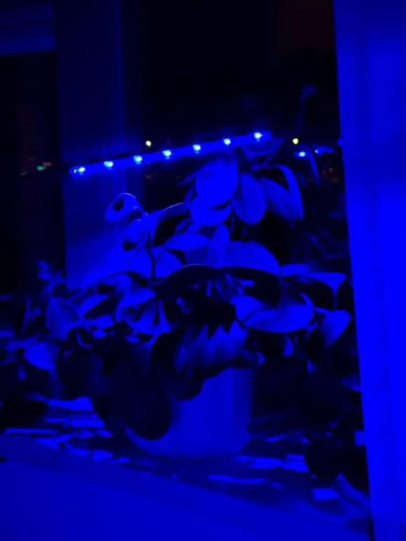 LED plantevækstlampe 20 dioder TIMER 9 W til hjemmedyrkning uden netadapter