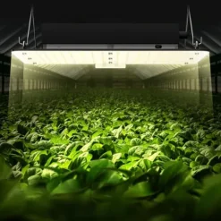 LED Vækstlys, 150W fuldspektrum dæmpbar, kraftfulde Samsung dioder til indendørs planter og drivhus. Daisy Chain driver til 3x3 ft telt.