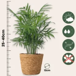 Letplejede stueplanter - Sæt med 4 inkl. kurv - Højde 25–40cm - ⌀12cm