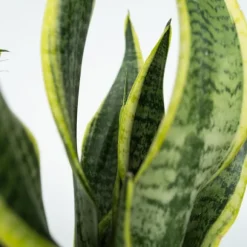 Letplejede stueplanter - Sæt med 4 inkl. kurv - Højde 25–40cm - ⌀12cm