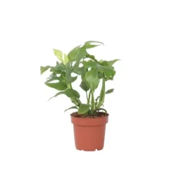 Lille monstera - Rhaphidophora tetrasperma - Højde 20-30cm - ⌀12cm