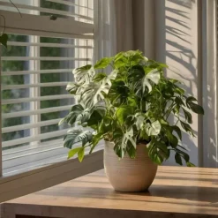 Lille monstera - Rhaphidophora tetrasperma - Højde 20-30cm - ⌀12cm
