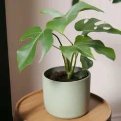 Lille monstera - Rhaphidophora tetrasperma - Højde 20-30cm - ⌀12cm