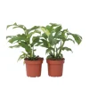 Lille monstera - Sæt med 2 - Rhaphidophora tetrasperma - Højde 20-30cm - ⌀12cm