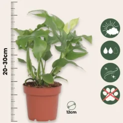 Lille monstera - Sæt med 2 - Rhaphidophora tetrasperma - Højde 20-30cm - ⌀12cm