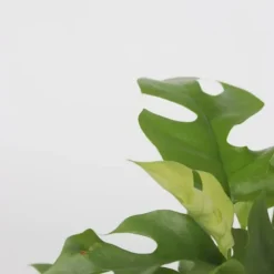 Lille monstera - Sæt med 2 - Rhaphidophora tetrasperma - Højde 20-30cm - ⌀12cm
