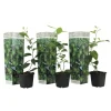 Lime - Sæt med 3 - Citrus aurantifolia - Højde 25-40cm - ⌀9cm