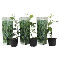 Lime - Sæt med 3 - Citrus aurantifolia - Højde 25-40cm - ⌀9cm