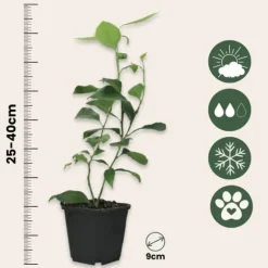 Lime - Sæt med 3 - Citrus aurantifolia - Højde 25-40cm - ⌀9cm