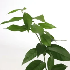 Lime - Sæt med 3 - Citrus aurantifolia - Højde 25-40cm - ⌀9cm