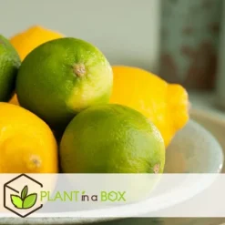 Lime - Sæt med 3 - Citrus aurantifolia - Højde 25-40cm - ⌀9cm