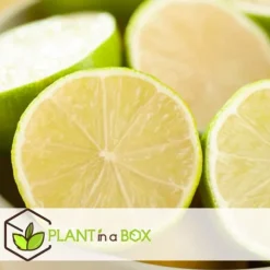 Lime - Sæt med 3 - Citrus aurantifolia - Højde 25-40cm - ⌀9cm