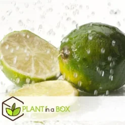 Lime - Sæt med 3 - Citrus aurantifolia - Højde 25-40cm - ⌀9cm