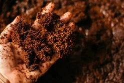 Løsne kokosfibre til planter og blomster 10mm 20L BIOVITA