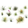 Luftplante - Sæt med 12 - Tillandsia - Højde 5-15cm - ⌀5cm