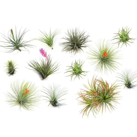 Luftplante - Sæt med 12 - Tillandsia - Højde 5-15cm - ⌀5cm