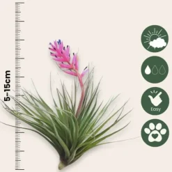 Luftplanter - Sæt med 3 - Tillandsia - Højde 5-15cm - ⌀5cm