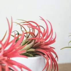 Luftplanter - Sæt med 3 - Tillandsia - Højde 5-15cm - ⌀5cm