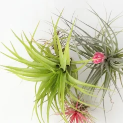 Luftplanter - Sæt med 3 - Tillandsia - Højde 5-15cm - ⌀5cm