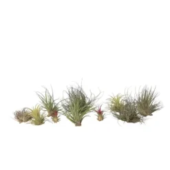 Luftplanter - Sæt med 10 - Tillandsia - Højde 5-15cm - ⌀5cm