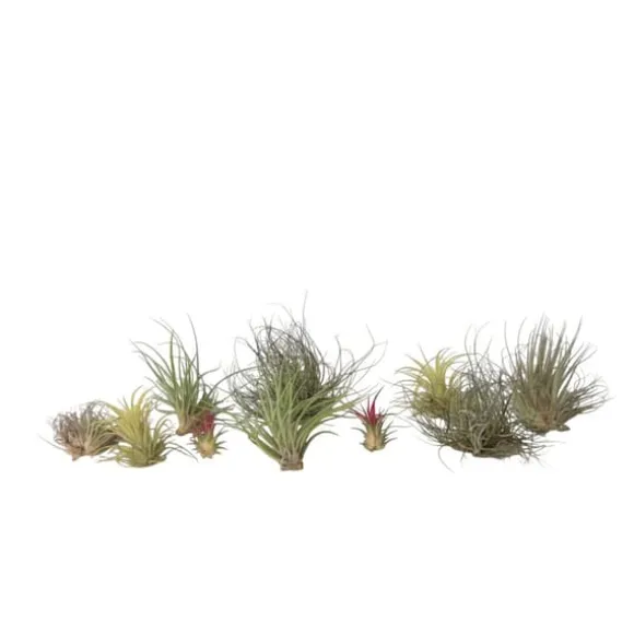 Luftplanter - Sæt med 10 - Tillandsia - Højde 5-15cm - ⌀5cm