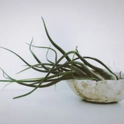 Luftplanter - Sæt med 10 - Tillandsia - Højde 5-15cm - ⌀5cm