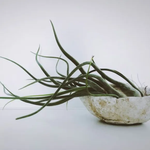 Luftplanter - Sæt med 10 - Tillandsia - Højde 5-15cm - ⌀5cm