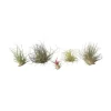 Luftplanter - Sæt med 6 - Tillandsia - Højde 5-15cm - ⌀5cm
