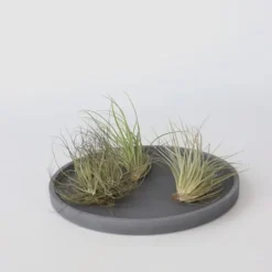 Luftplanter - Sæt med 6 - Tillandsia - Højde 5-15cm - ⌀5cm