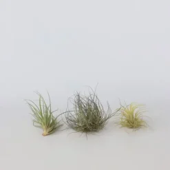 Luftplanter - Sæt med 6 - Tillandsia - Højde 5-15cm - ⌀5cm