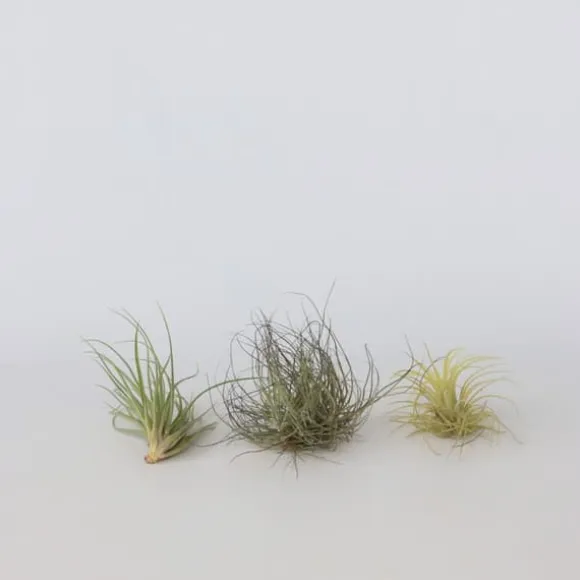 Luftplanter - Sæt med 6 - Tillandsia - Højde 5-15cm - ⌀5cm