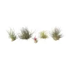 Luftplanter - Sæt med 5 - Tillandsia - Højde 5-15cm - ⌀5cm