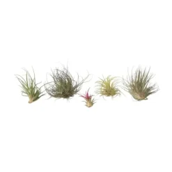 Luftplanter - Sæt med 5 - Tillandsia - Højde 5-15cm - ⌀5cm