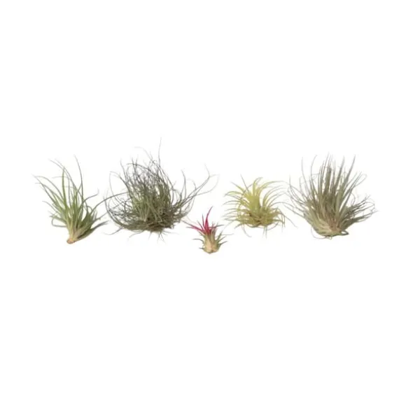 Luftplanter - Sæt med 5 - Tillandsia - Højde 5-15cm - ⌀5cm