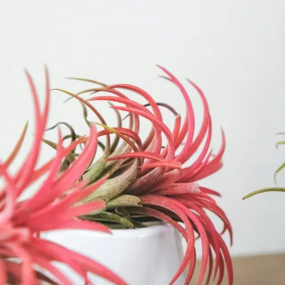 Luftplanter - Sæt med 5 - Tillandsia - Højde 5-15cm - ⌀5cm