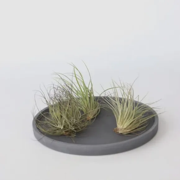 Luftplanter - Sæt med 5 - Tillandsia - Højde 5-15cm - ⌀5cm