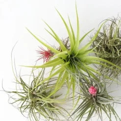 Luftplanter - Sæt med 5 - Tillandsia - Højde 5-15cm - ⌀5cm