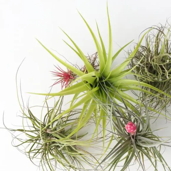 Luftplanter - Sæt med 5 - Tillandsia - Højde 5-15cm - ⌀5cm